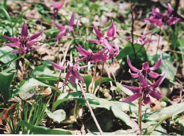 ��������̌Q��