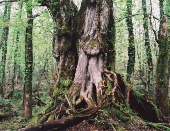 �����̑�J�c��