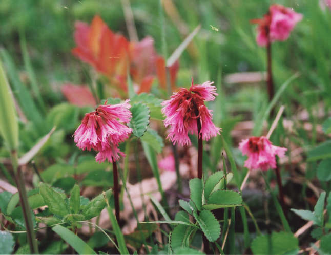 �I��R�̂��킩����