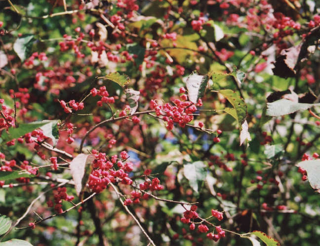 �Z�\���z�̍ʂ�