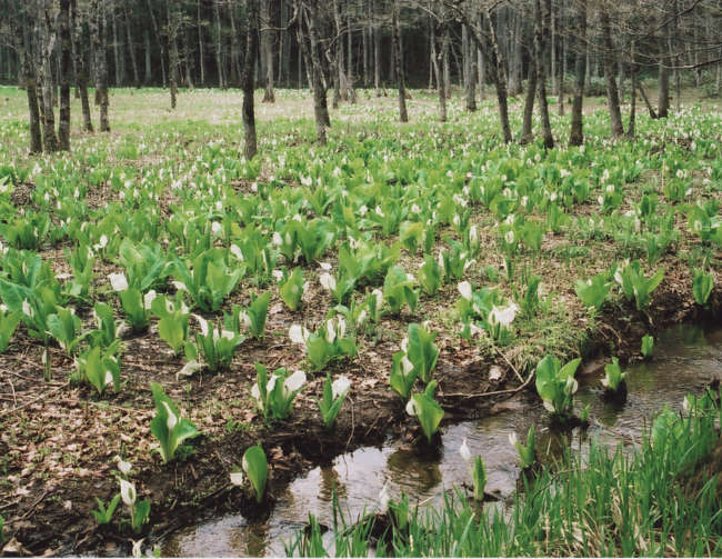 �m�c���̐��m��