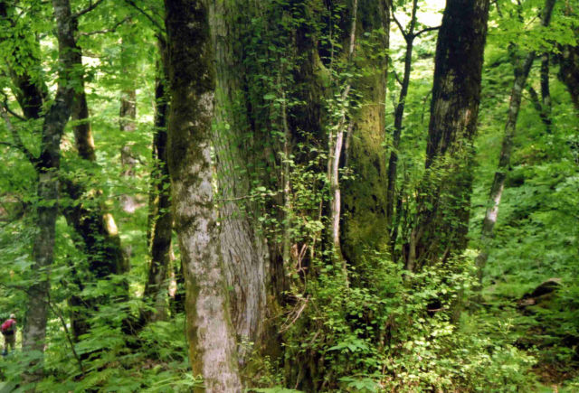 �����R�E�T������Ԃȗ�