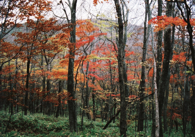 �܏\�l�R�̉��]