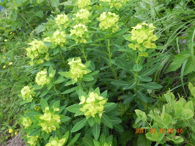  �u�n�N�T���^�C�Q�L�v