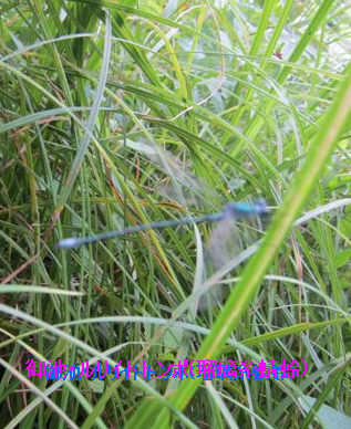  �����C�g�g���{