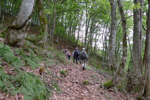  �L��ȃu�i��