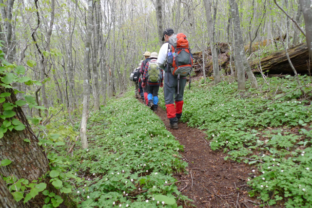  �j�����\�E�̌Q��